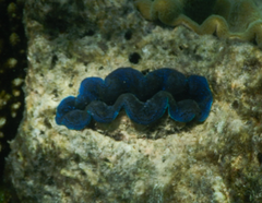 Tridacna crocea