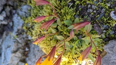 Erythranthe caespitosa