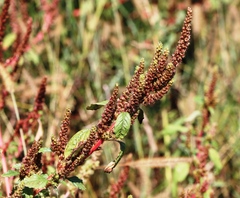 Amaranthus hybridus
