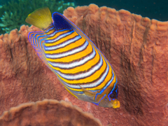 Pygoplites diacanthus