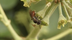 Sphecodes