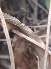 Thomisidae
