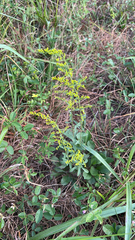 Solidago nemoralis