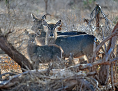 Kobus ellipsiprymnus