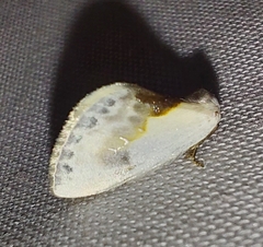 Cilix glaucata