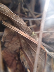 Thomisidae