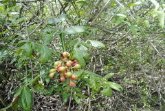 Paullinia pinnata