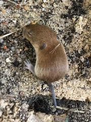 Clethrionomys glareolus