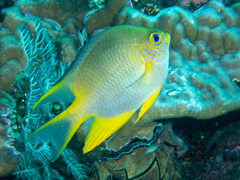 Amblyglyphidodon aureus