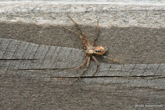 Philodromus aureolus