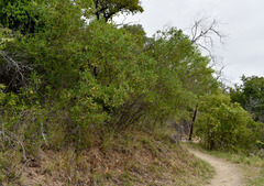 Dodonaea viscosa burmanniana