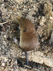 Clethrionomys glareolus