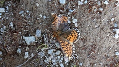 Boloria chariclea