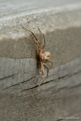 Philodromus aureolus