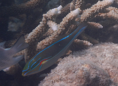Stethojulis bandanensis