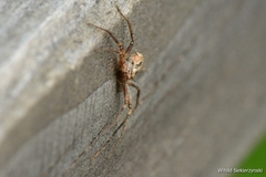 Philodromus aureolus