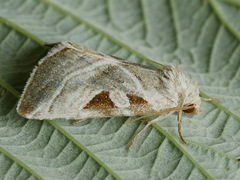 Eucarta virgo