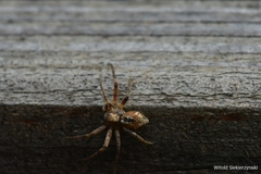 Philodromus aureolus