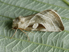 Eucarta virgo