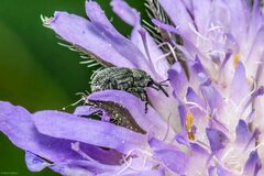 Cleopomiarus graminis