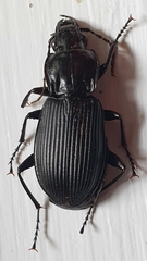 Pterostichus niger