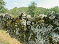 Hypnum cupressiforme lacunosum