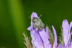 Cleopomiarus graminis