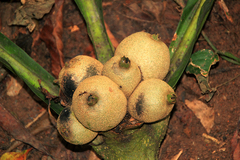 Schumanniophyton magnificum