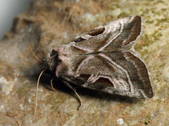 Eucarta virgo