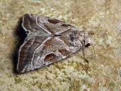 Eucarta virgo