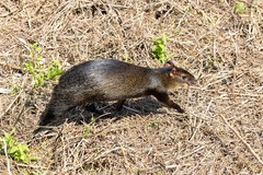 Dasyprocta variegata