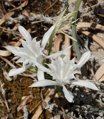 Pancratium maritimum