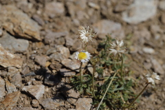 Erigeron compositus