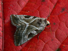 Eucarta virgo