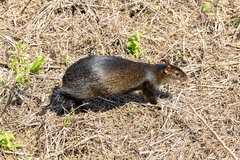 Dasyprocta variegata