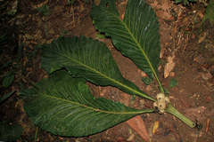 Schumanniophyton magnificum