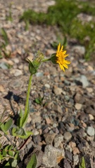 Arnica angustifolia