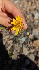 Arnica angustifolia