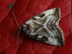 Eucarta virgo