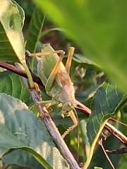 Tettigonia cantans