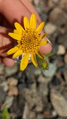 Arnica angustifolia