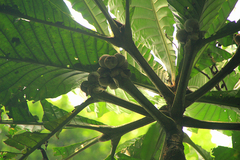 Schumanniophyton magnificum