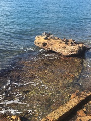 Anhinga novaehollandiae