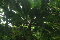 Schumanniophyton magnificum