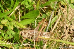 Decticus verrucivorus