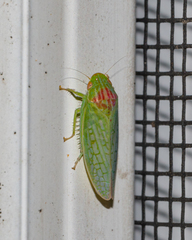 Gyponana octolineata