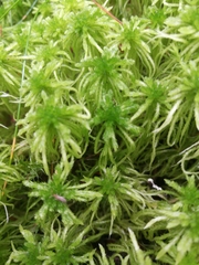 Sphagnum girgensohnii