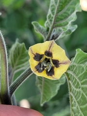 Physalis peruviana