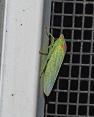 Gyponana octolineata