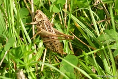 Decticus verrucivorus